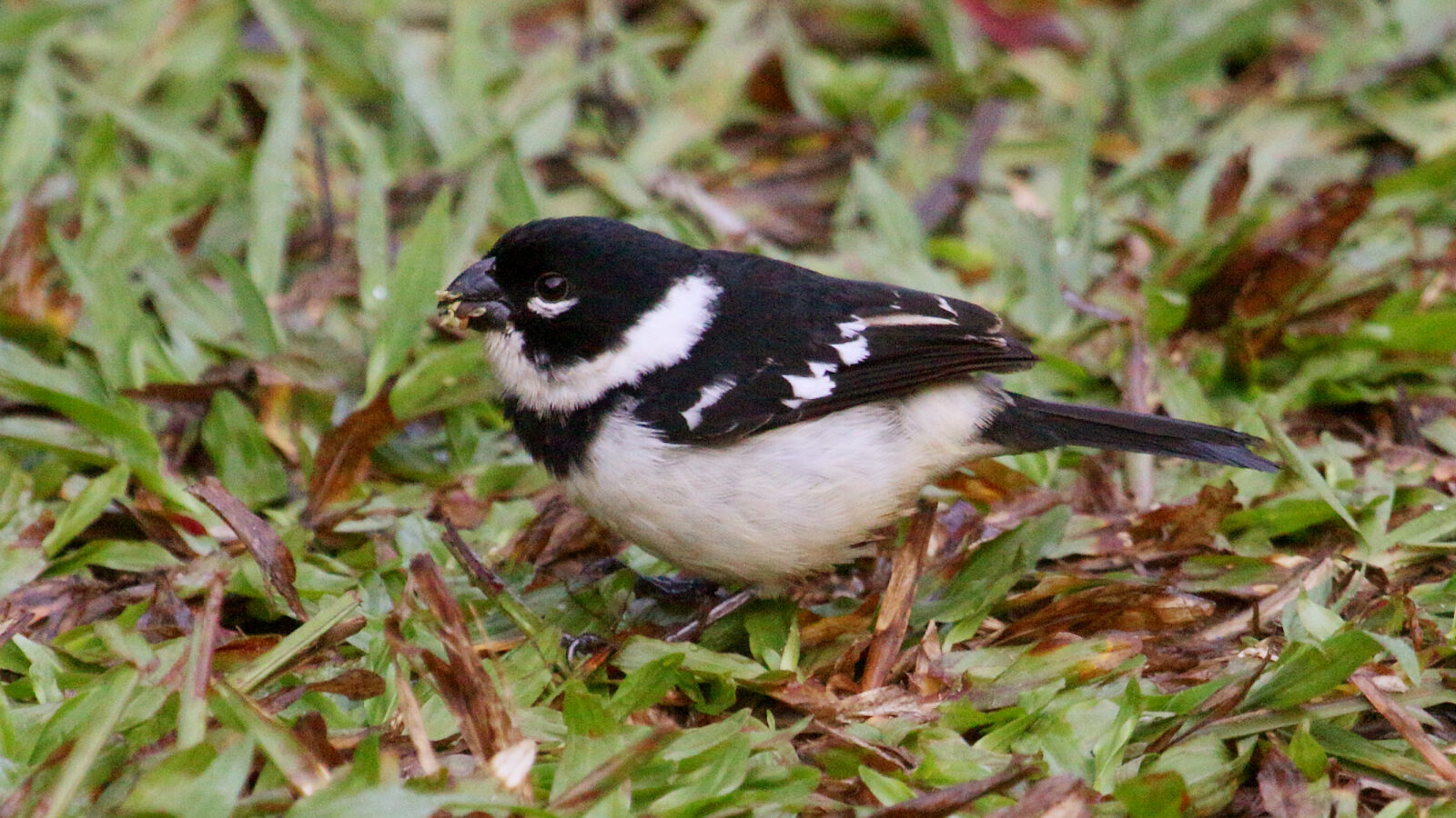Morelet’s Seedeater