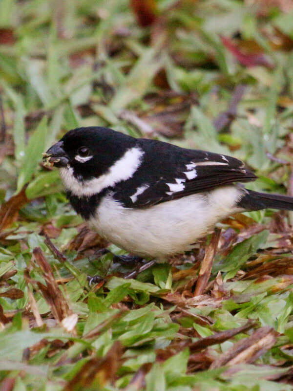 Morelet’s Seedeater