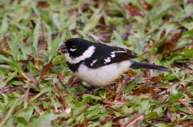 Morelet’s Seedeater