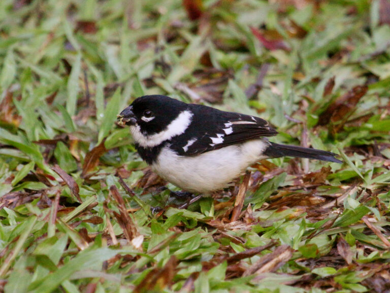 Morelet’s Seedeater