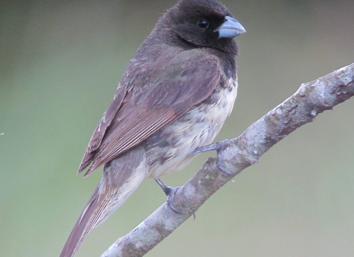 Yellow-bellied Seedeater