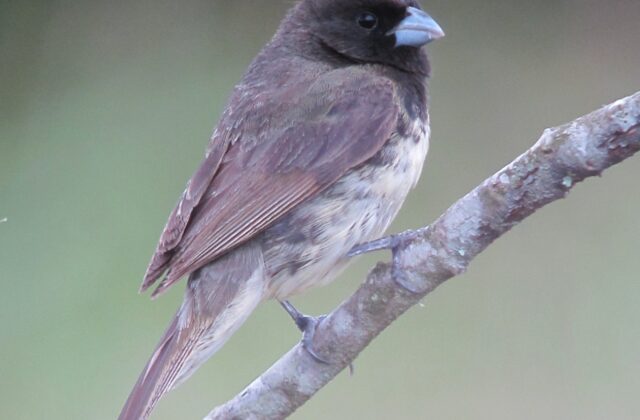 Yellow-bellied Seedeater