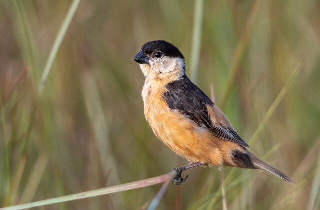 Black-and-tawny Seedeater
