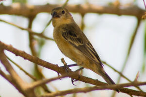 Marsh Seedeater