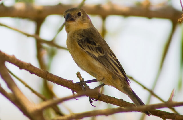 Marsh Seedeater