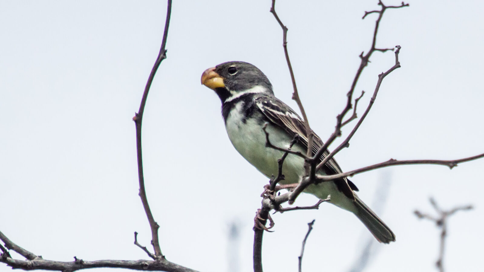 Parrot-billed Seedeater