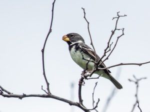 Parrot-billed Seedeater