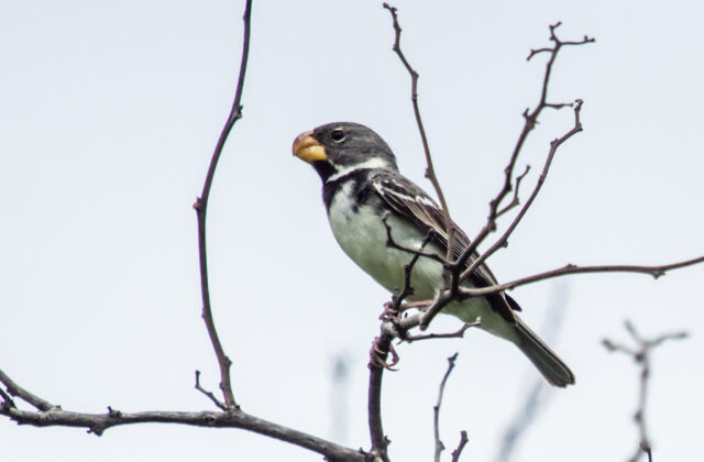 Parrot-billed Seedeater