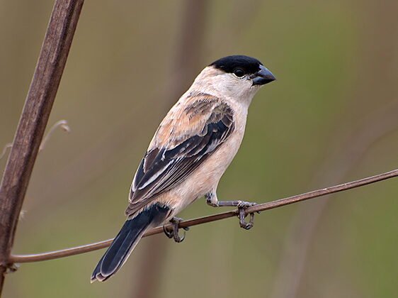 Pearly-bellied Seedeater