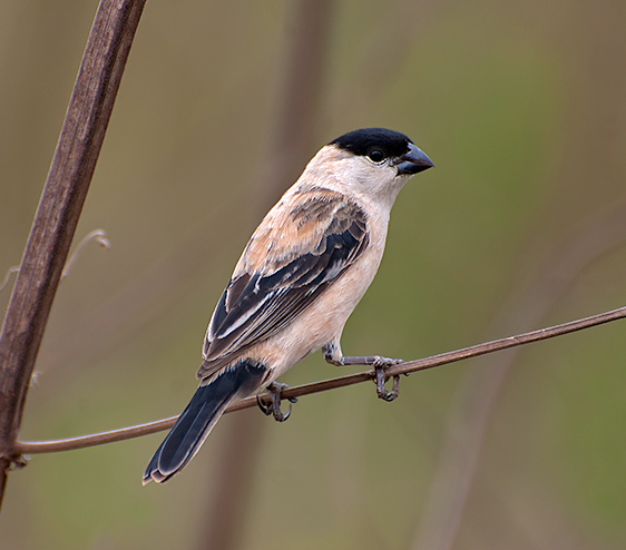 Pearly-bellied Seedeater