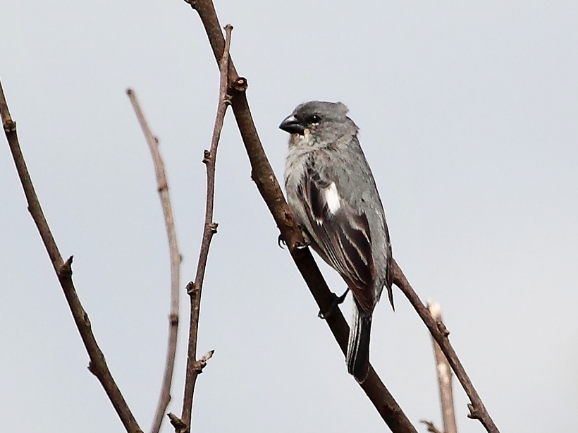 Plumbeous Seedeater