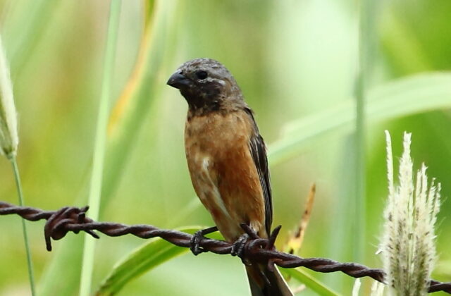 Dark-throated Seedeater