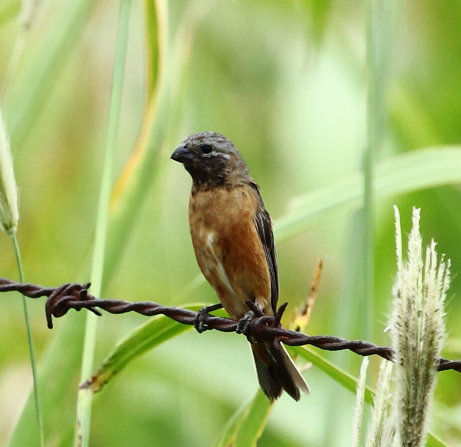 Dark-throated Seedeater