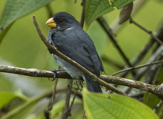 Slate-colored Seedeater