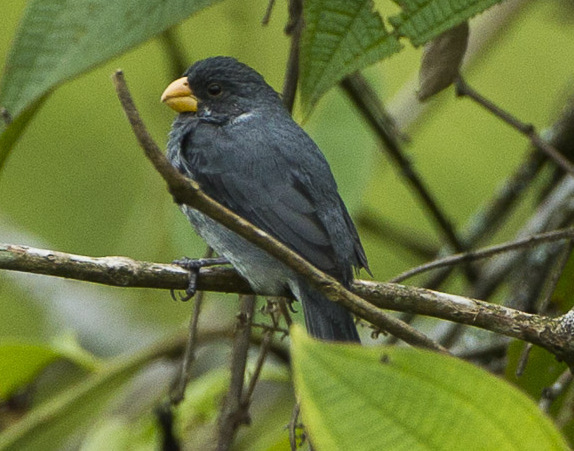 Slate-colored Seedeater