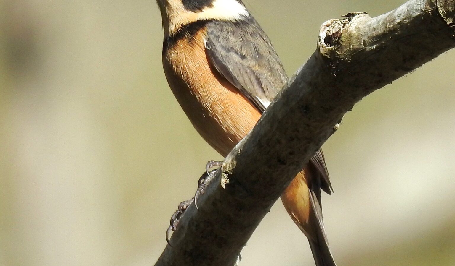 Cinnamon-rumped Seedeater