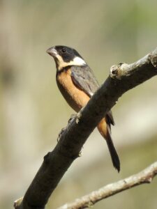Cinnamon-rumped Seedeater