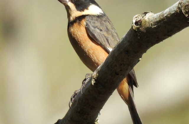 Cinnamon-rumped Seedeater