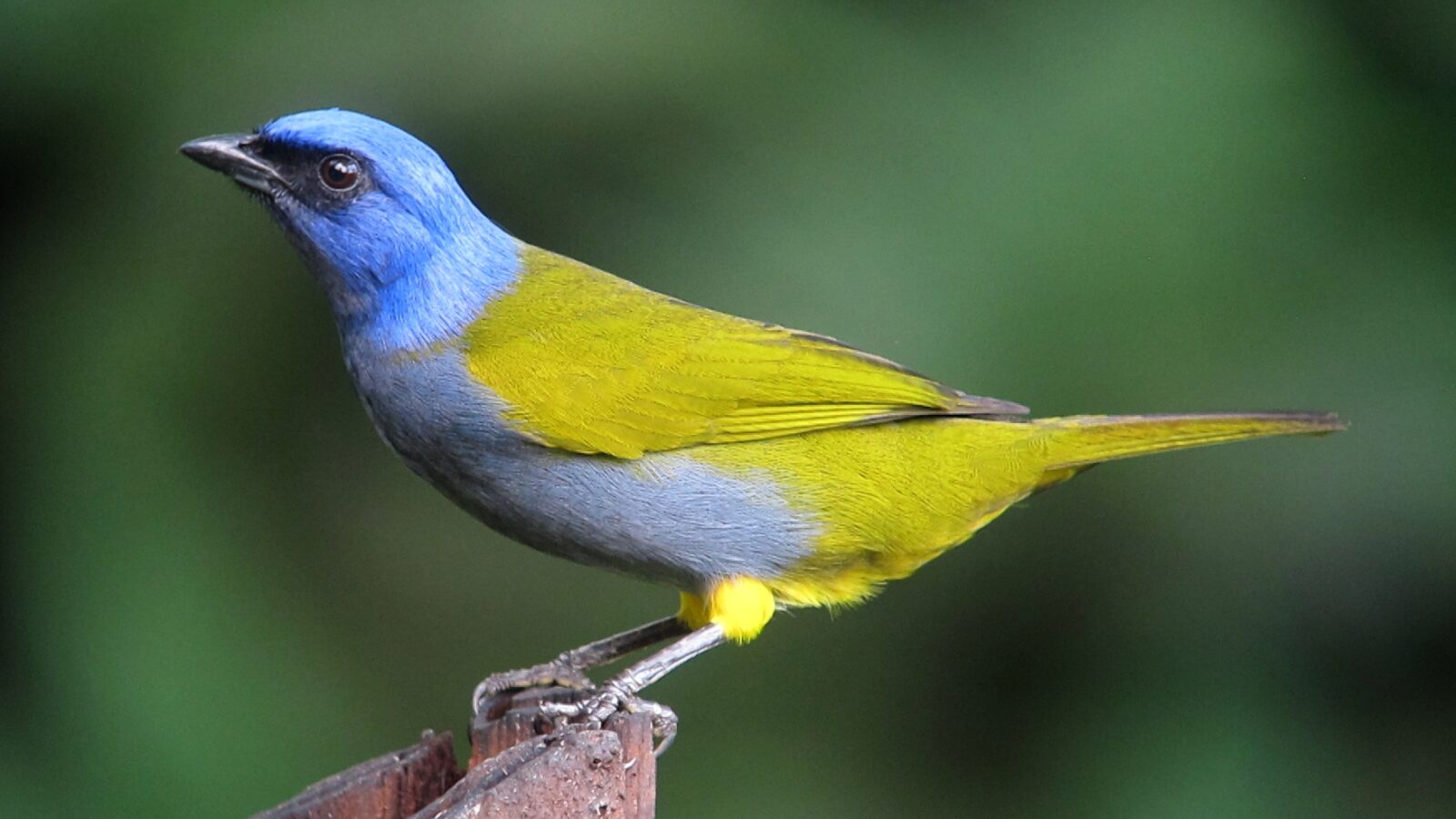 Blue-capped Tanager