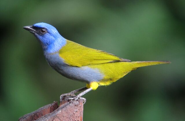 Blue-capped Tanager