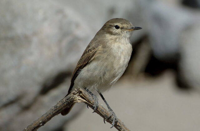 Spot-billed Ground Tyrant