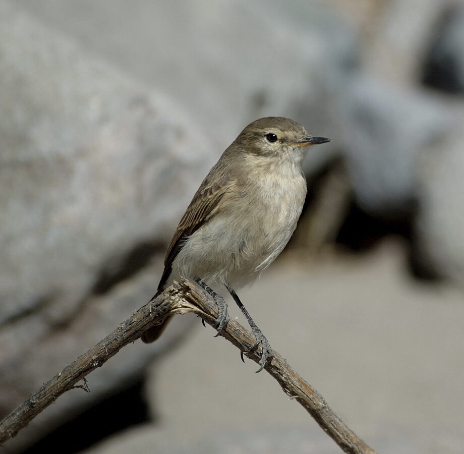 Spot-billed Ground Tyrant