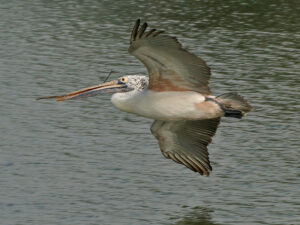 Spot-billed Pelican