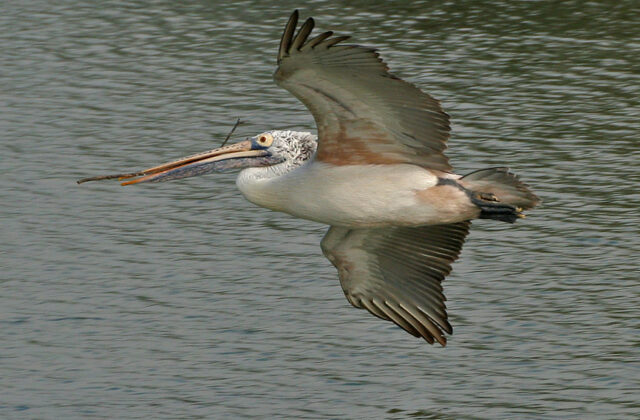 Spot-billed Pelican