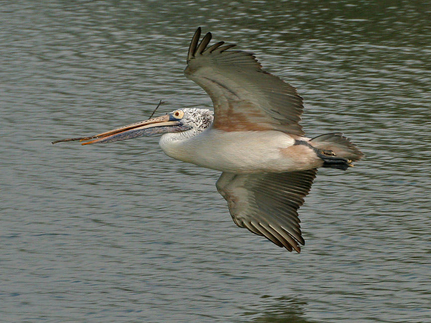 Spot-billed Pelican