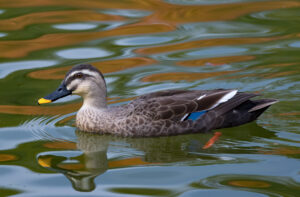 Eastern Spot-billed Duck