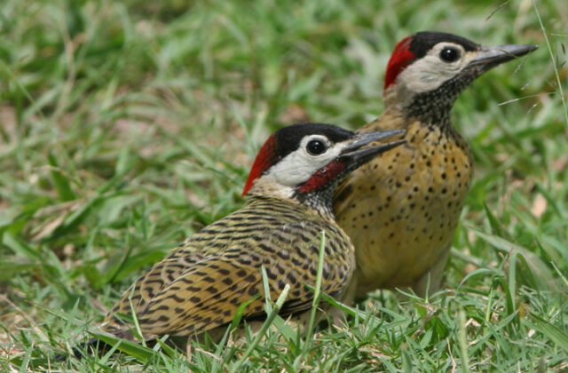 Spot-breasted Woodpecker