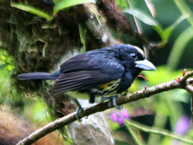Spot-crowned Barbet