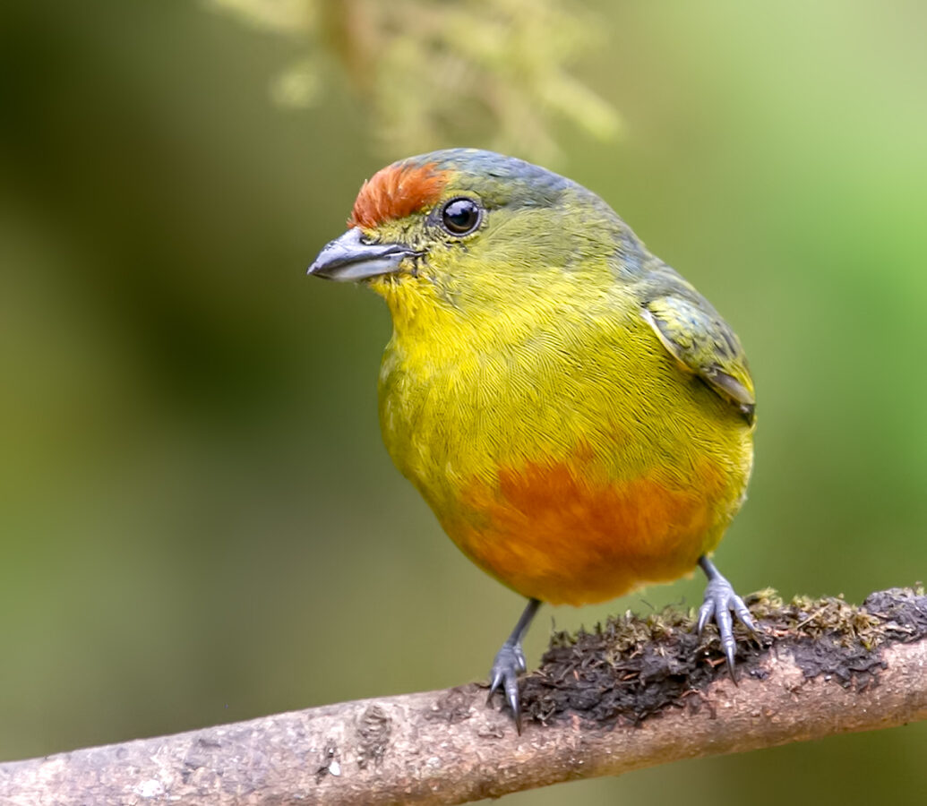 Spot-crowned Euphonia