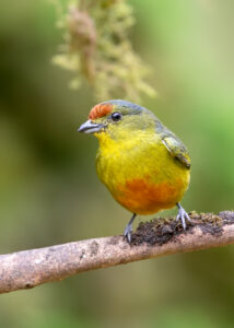Spot-crowned Euphonia