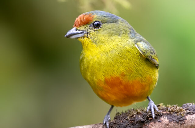 Spot-crowned Euphonia