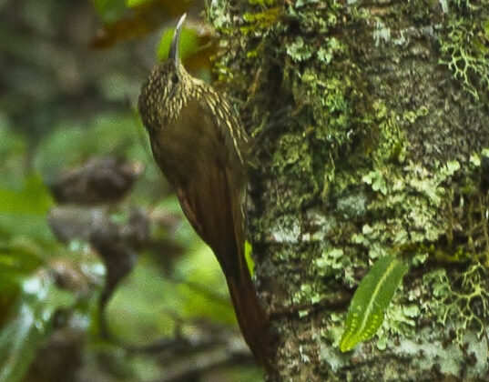 Spot-crowned Woodcreeper
