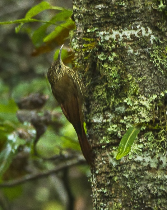 Spot-crowned Woodcreeper