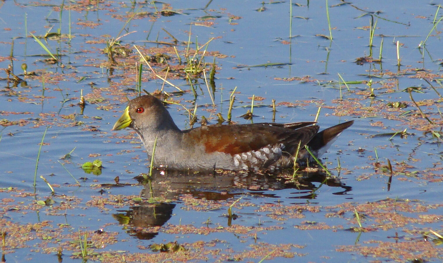 Spot-flanked Gallinule