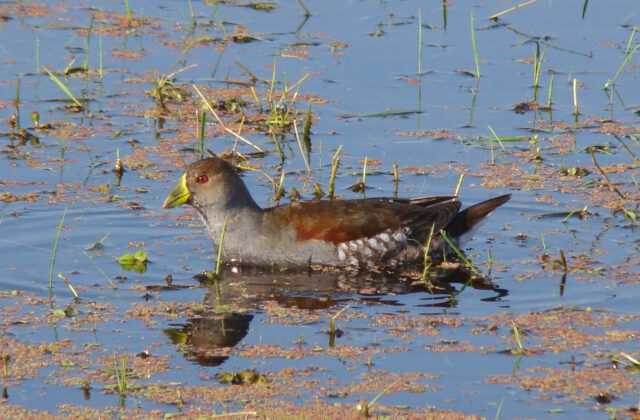 Spot-flanked Gallinule