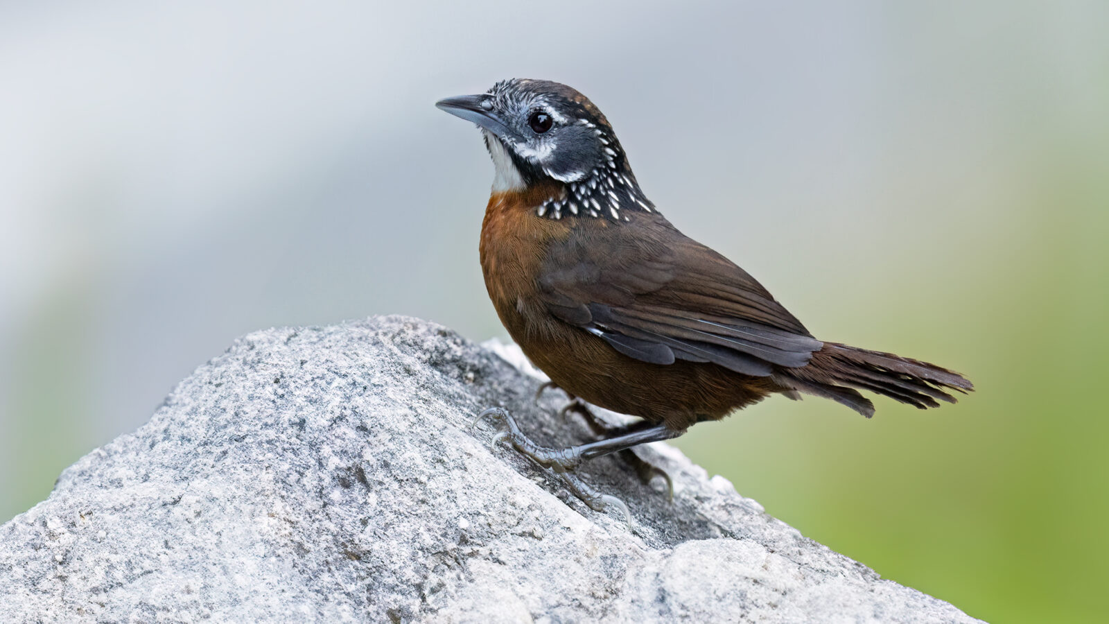Spot-necked Babbler