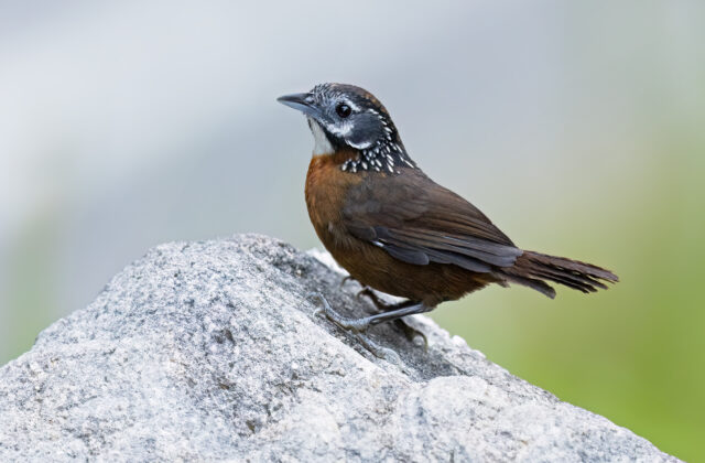 Spot-necked Babbler