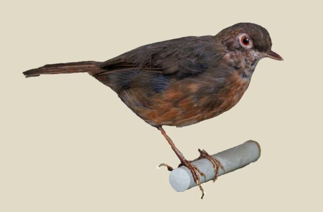 Spot-throat