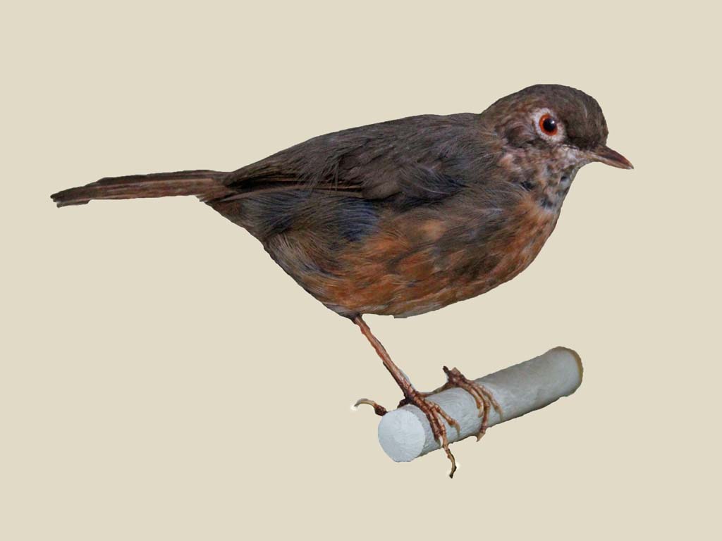 Spot-throat