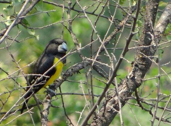 Spot-winged Grosbeak