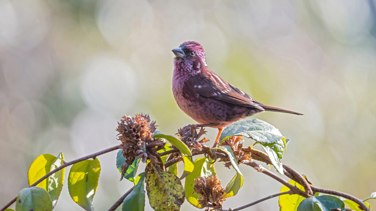 Spot-winged Rosefinch