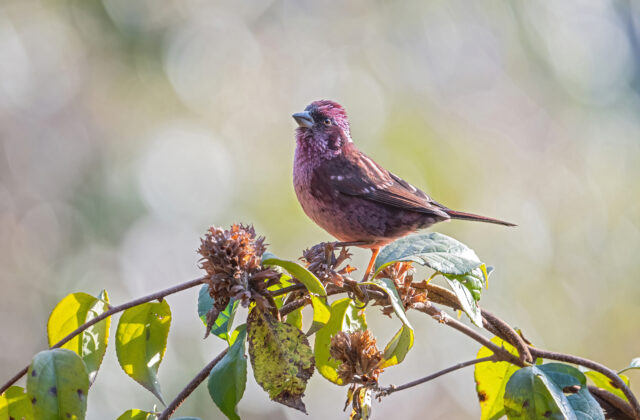 Spot-winged Rosefinch