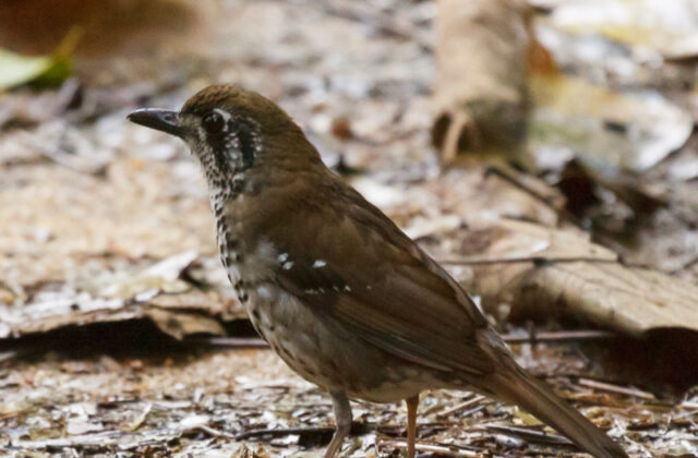 Spot-winged Thrush