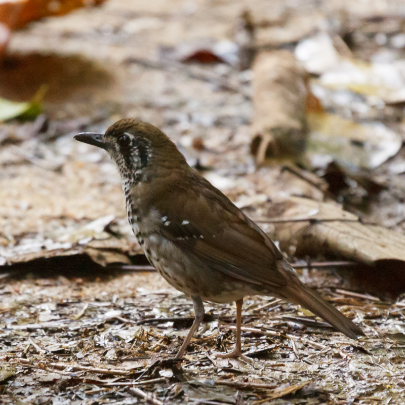 Spot-winged Thrush