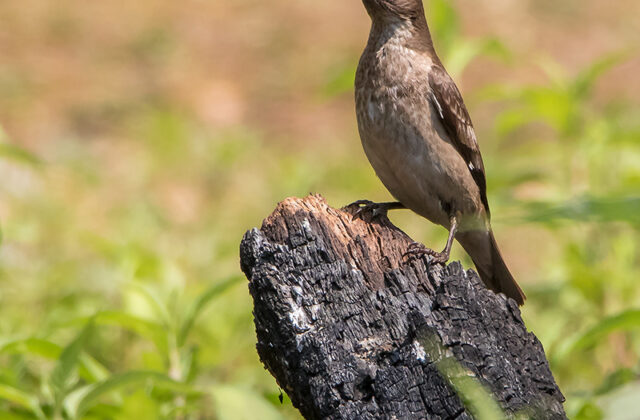 Spot-winged Starling