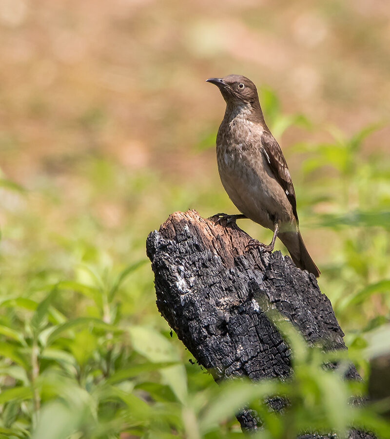 Spot-winged Starling